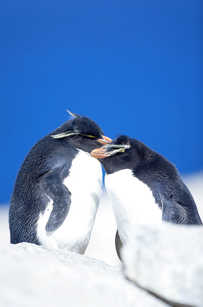 Two Rockhopper penguins (Eudyptes chrysocome chrysocome), Sea Lion Island, Falkland Islands, South Atlantic, South America