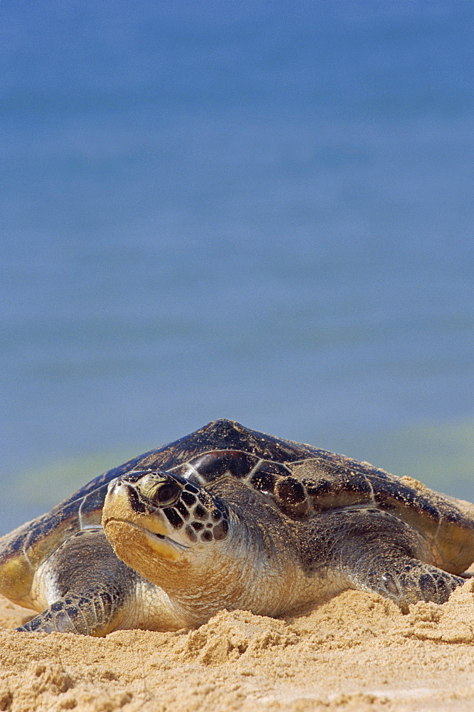 Close-up of a green sea turtle (Chelonia Mydas) coming out of the sea onto a beach, near Hat Mai Khao, Phuket Province, South Thailand, Thailand, Southeast Asia, Asia