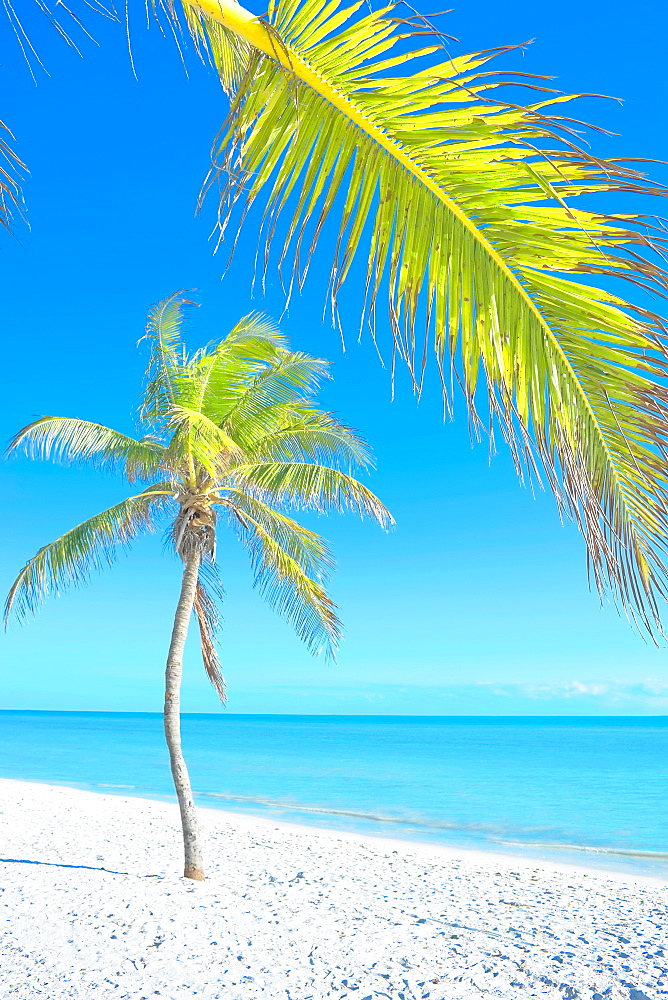 Palm tree on George Smathers Beach, Key West, Florida, United States of America, North America