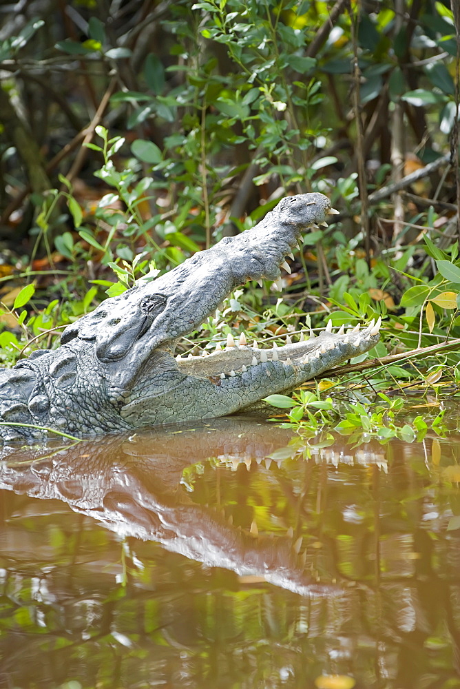 American alligator (Alligator mississipiensis) with open jaws, Sanibel Island, Florida, United States of America, North America