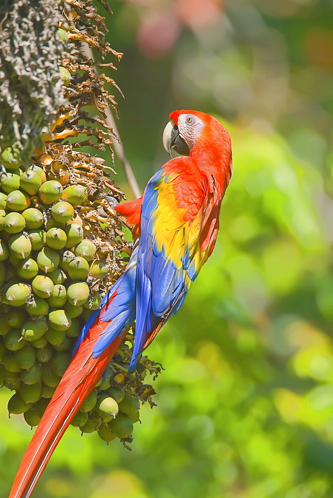 Scarlet macaw (Ara macao), Corcovado National Park, Osa Peninsula, Costa Rica, Central America