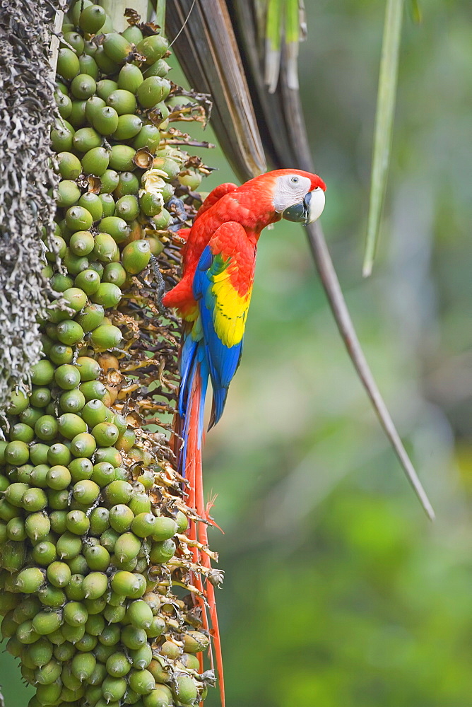 Scarlet macaw (Ara macao), Corcovado National Park, Osa Peninsula, Costa Rica, Central America