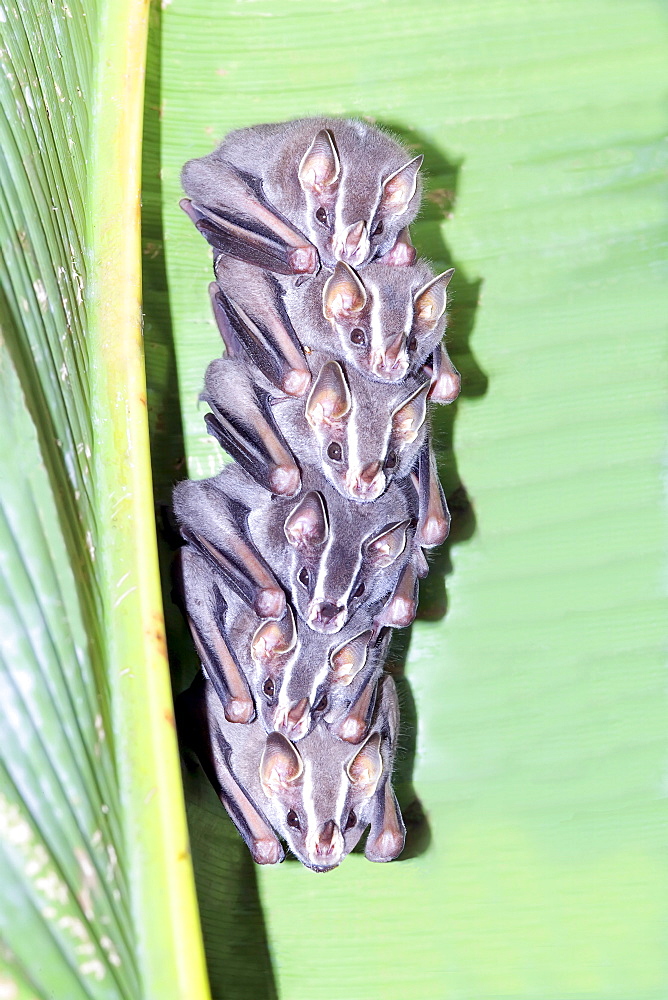 Great fishing bats (Noctilio leportnus) stack, Costa Rica, Central America