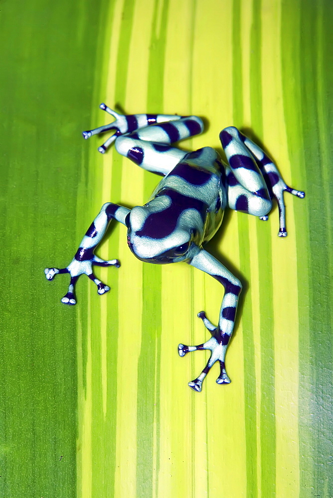 Black and green dart frog (Dendrobates auratus), Costa Rica, Central America