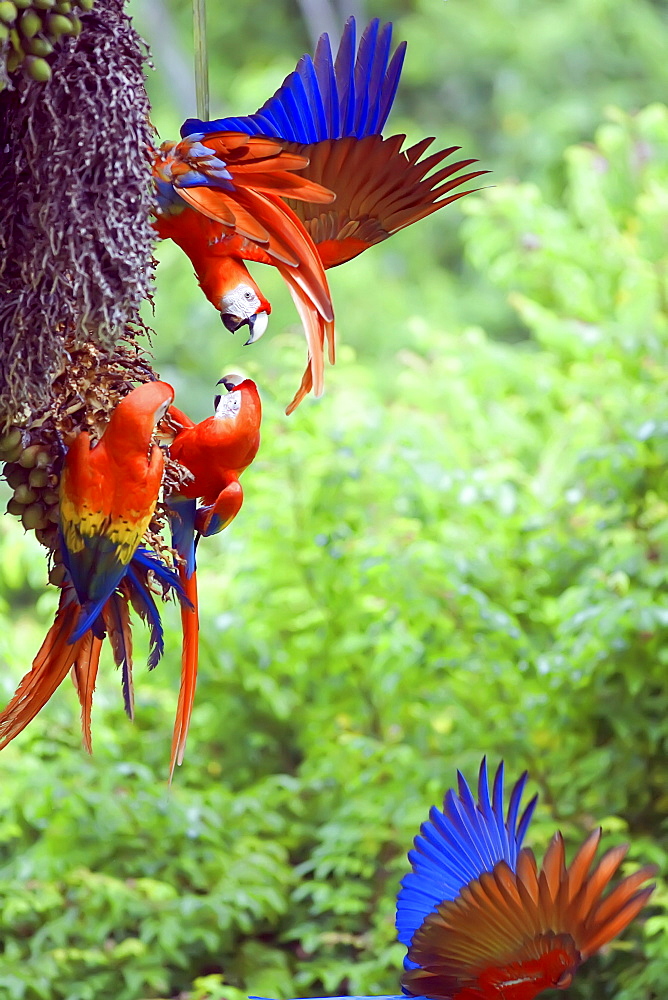 Scarlet Macaws (Ara macao) arguing, Corcovado National Park, Osa Peninsula, Costa Rica, Central America