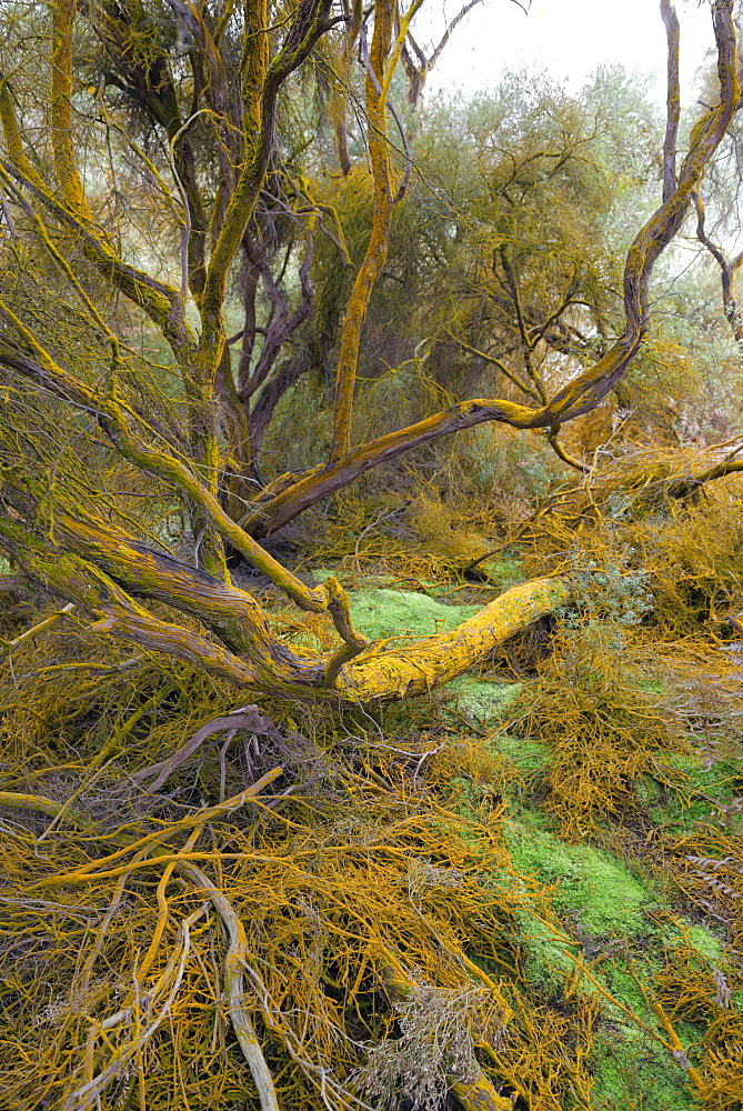 Trees covered by orange trentepohlia, Waiotapu Thermal Area, Rotorua, North Island, New Zealand, Pacific