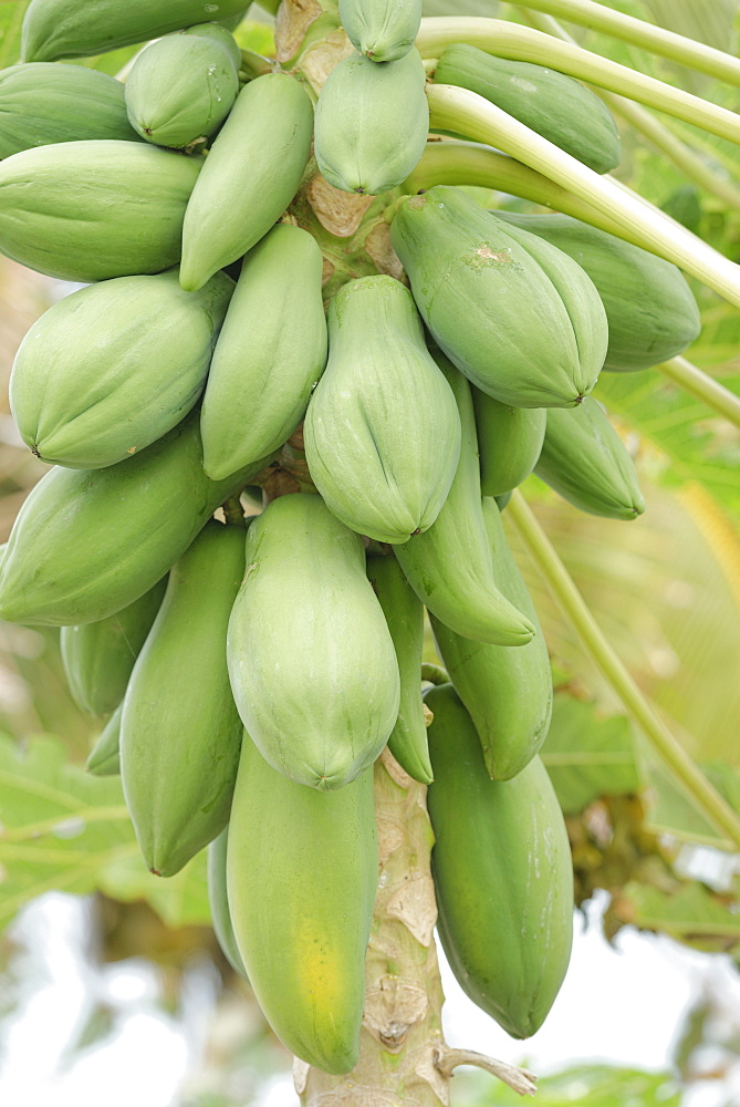 Pawpaw (papaya) (Carica papaya), Wayaseva island, Yasawa Island Group, Fiji, South Pacific islands, Pacific