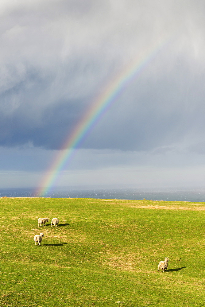 Sheep grazing under a rainbow at Otago Peninsula, Otago, South Island, New Zealand, Pacific