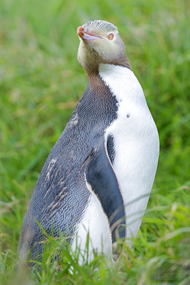 Yellow-eyed penguin (Megadyptes antipodes), Dunedin, Otago Peninsula, South Island, New Zealand, Pacific