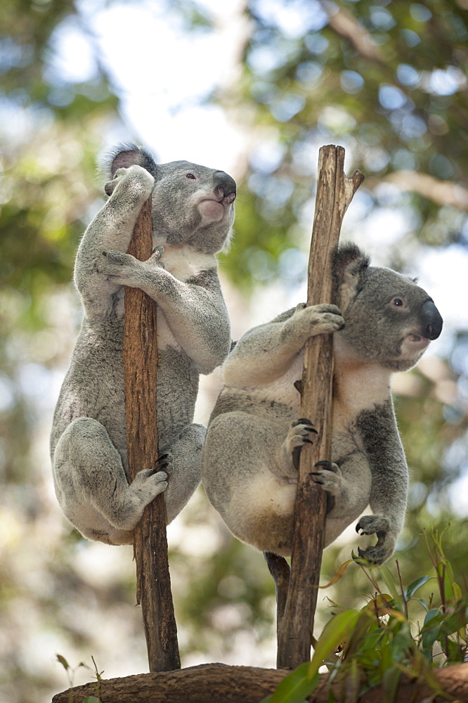 Two koalas (Phascolarctos Cinereous) hanging on a tree, Lone Pine Koala Sanctuary, Brisbane, Queensland, Australia, Pacific