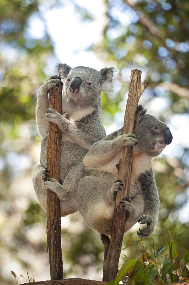 Two koalas (Phascolarctos Cinereous) hanging on a tree, Lone Pine Koala Sanctuary, Brisbane, Queensland, Australia, Pacific