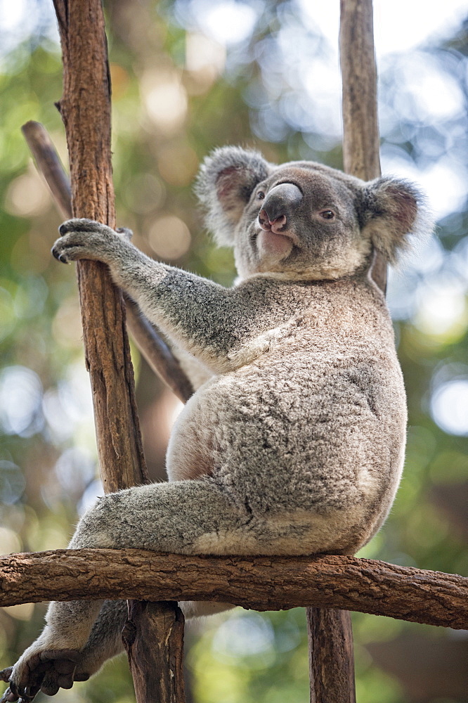 Koala (Phascolarctos Cinereous) resting in tree, Lone Pine Koala Sanctuary, Brisbane, Queensland, Australia, Pacific