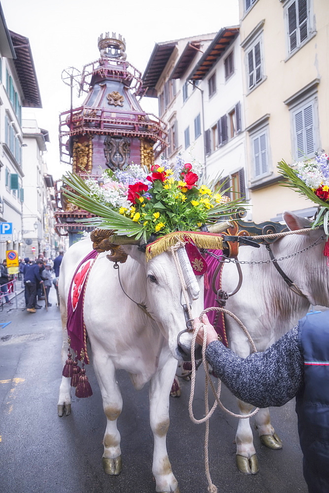 An ornate Ox cart for the Explosion of the Cart festival (Scoppio del Carro ) where on Easter Sunday a cart of pyrotechnics is lit, Florence, Tuscany, Italy, Europe