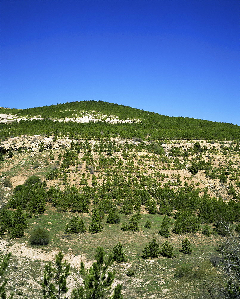 Young pine trees near Konya, Anatolia, Turkey, Eurasia