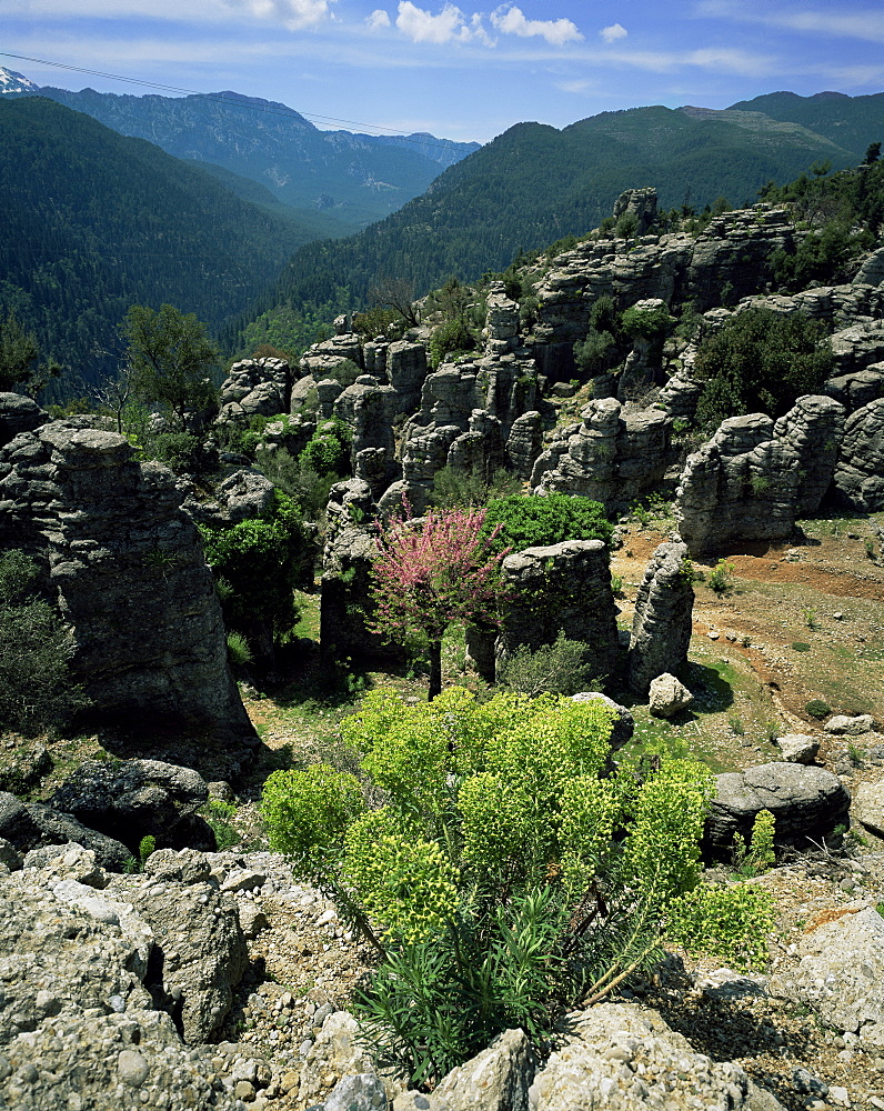 Flowering plants and rock formations, Koprolu National Park, Antalya, Anatolia, Turkey, Eurasia