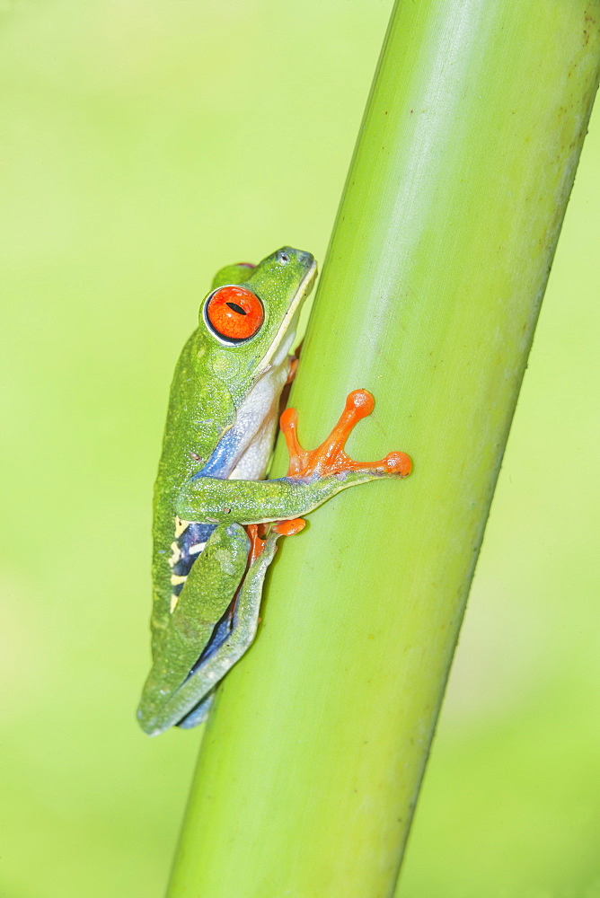 Red eyed tree frog (Agalychins callydrias) climbing green stem, Sarapiqui, Costa Rica, Central America