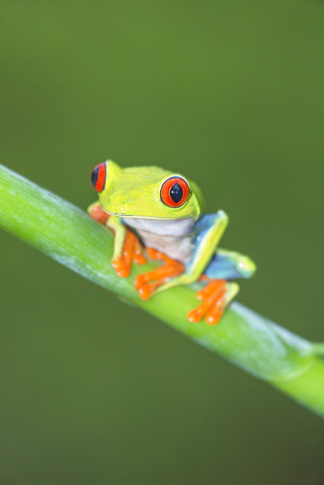 Red eyed tree frog (Agalychins callydrias) on green stem, Sarapiqui, Costa Rica, Central America