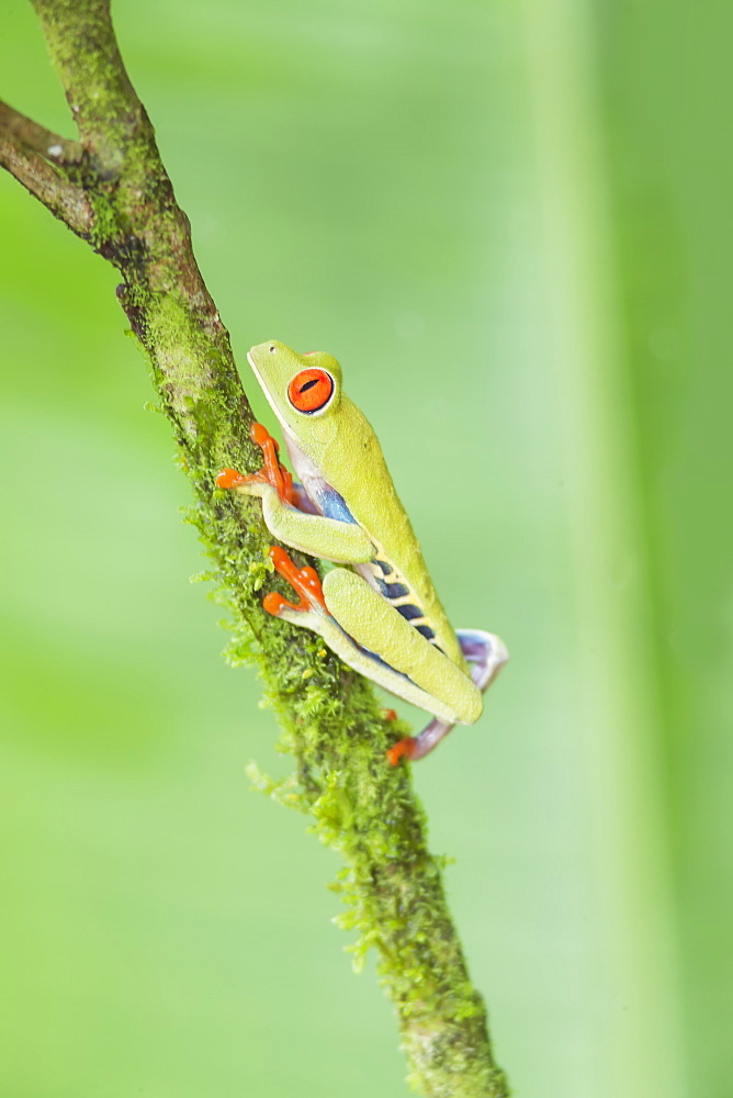 Red eyed tree frog (Agalychnis Callidryas) climbing twig, Sarapiqui, Costa Rica, Central America