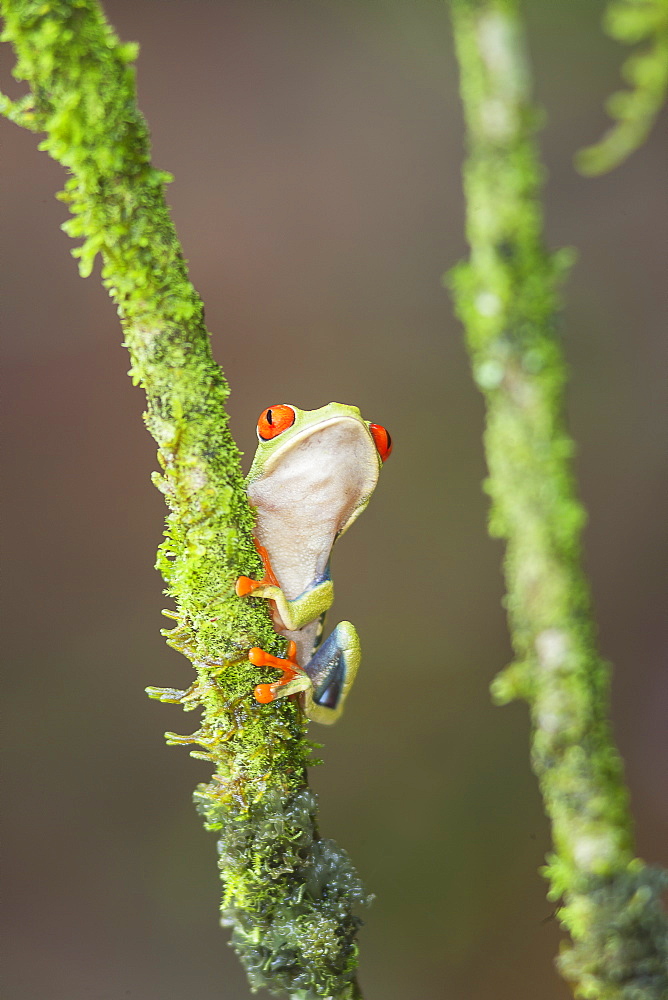 Red eyed tree frog (Agalychnis Callidryas) climbing twig, Sarapiqui, Costa Rica, Central America