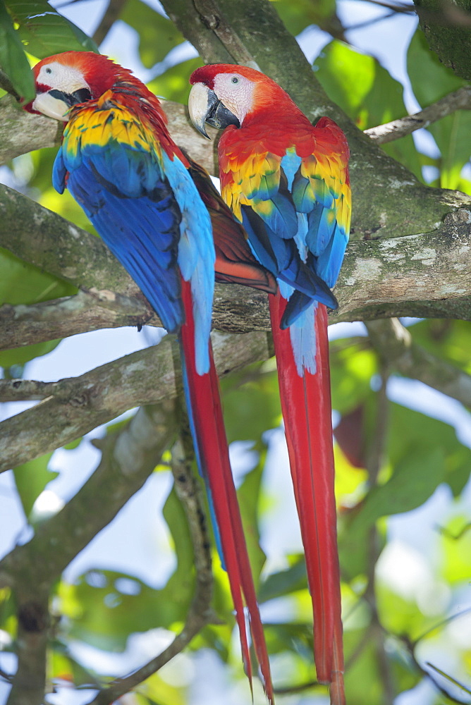 Scarlet Macaws (Ara macao) perching on a tree, Corcovado National Park, Osa Peninsula, Costa Rica, Central America