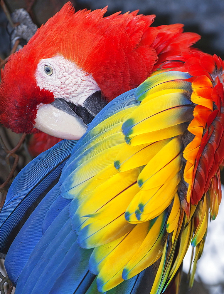 Scarlet Macaw (Ara macao), Costa Rica, Central America