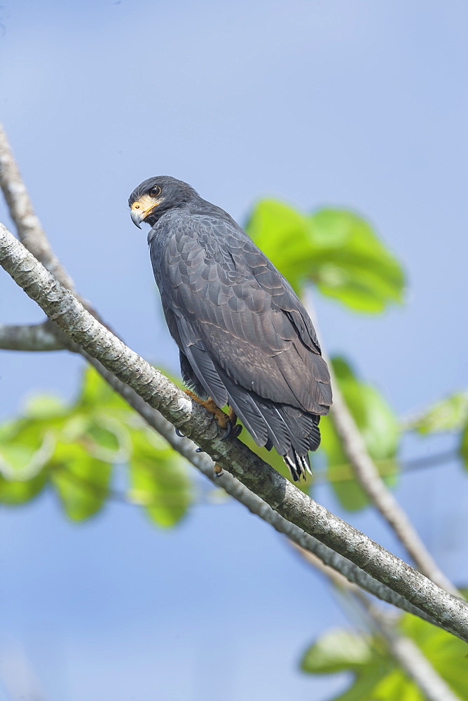 Great black hawk (Urubitinga urubitinga) perched on a tree, Corcovado National Park, Osa Peninsula, Costa Rica, Central America