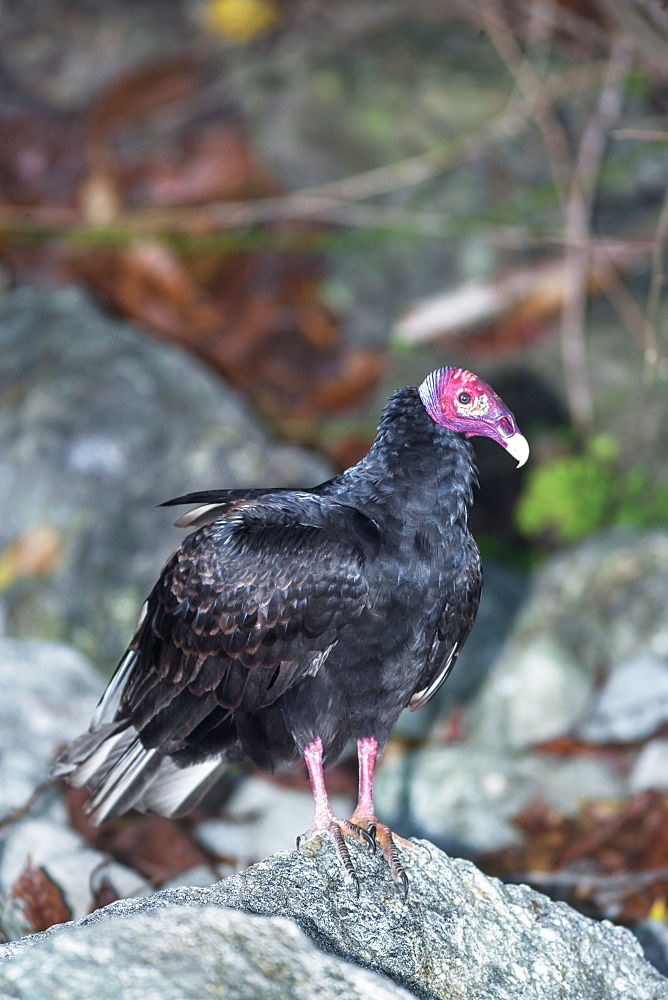 Turkey Vulture (Cathartes Aura). Manuel Antonio National Park, Puntarenas Province, Costa Rica, Central America