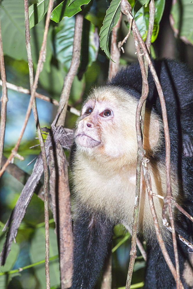 White-faced capuchin monkey (Cebus capucinus) in rainforest, Manuel Antonio National Park, Puntarenas Province, Costa Rica, Central America