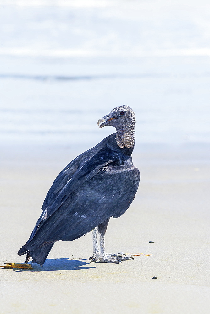 Black Vulture (Coragyps atratus), Manuel Antonio National Park, Puntarenas Province, Costa Rica, Central America