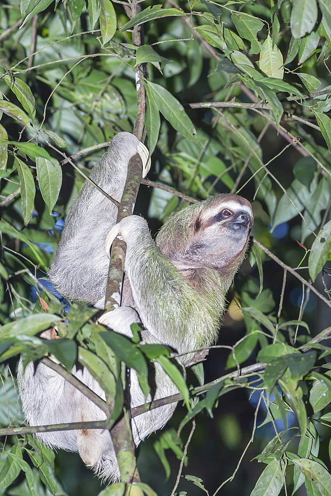 Two-toed sloth (Choloepus hoffmanni) moving up tree, Manuel Antonio National Park, Puntarenas Province, Costa Rica, Central America