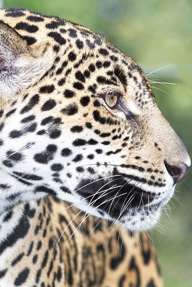 Close-up of an adult male Jaguar (Panthera onca), Costa Rica, Central America