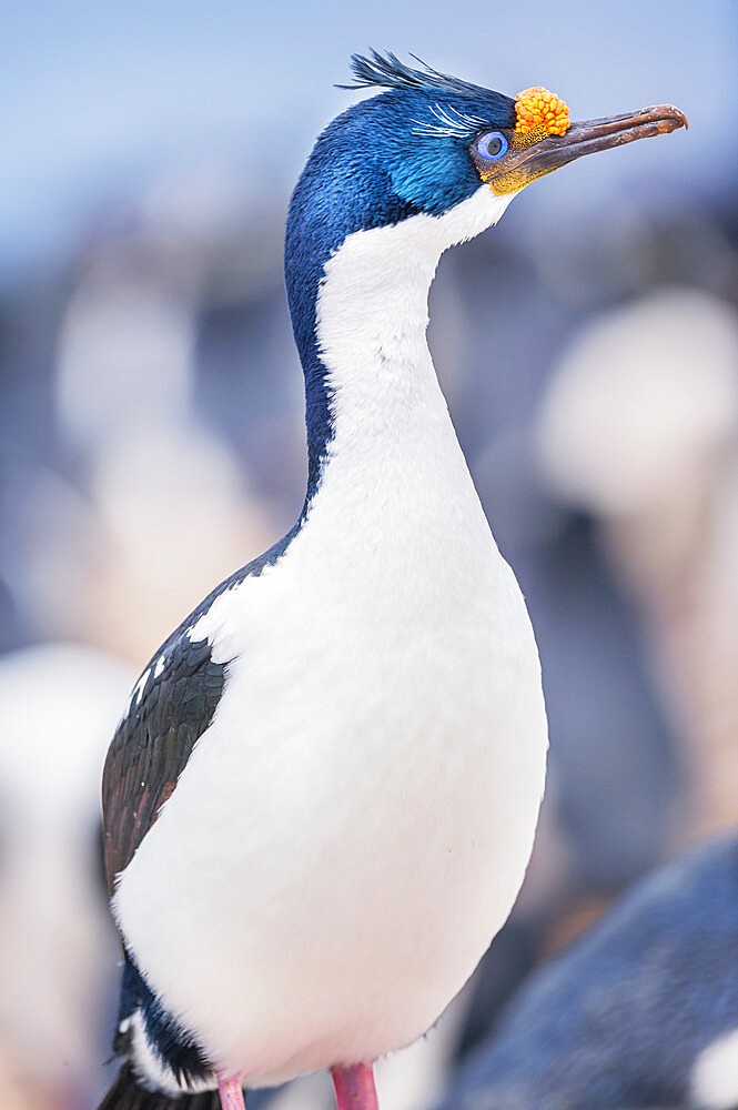 Imperial shag (Leucocarbo atriceps), Sea Lion Island, Falkland Islands, South America