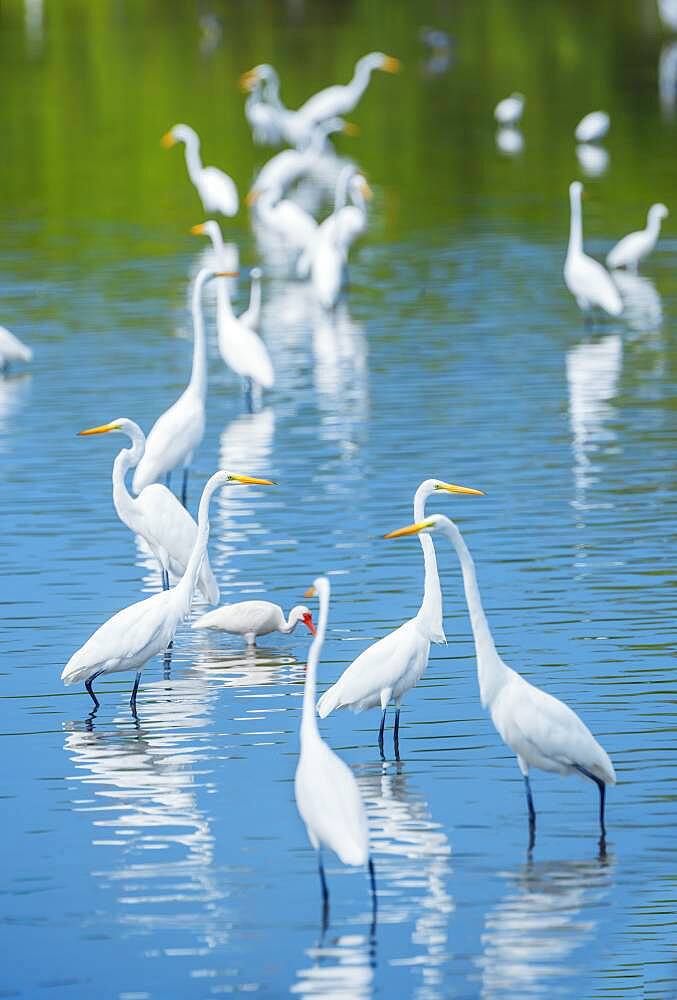 Group of Great white egrets (Ardea alba) looking for food in a pond, Sanibel Island, J.N. Ding Darling National Wildlife Refuge, Florida, United States of America, North America