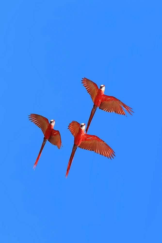 Scarlet Macaws (Ara macao) in flight, Osa Peninsula, Corcovado National Park, Costa Rica, Central America