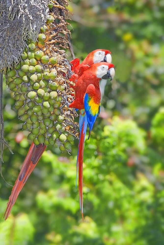 Scarlet Macaws looking in the same direction, Osa Peninsula, Corcovado National Park, Costa Rica, Central America