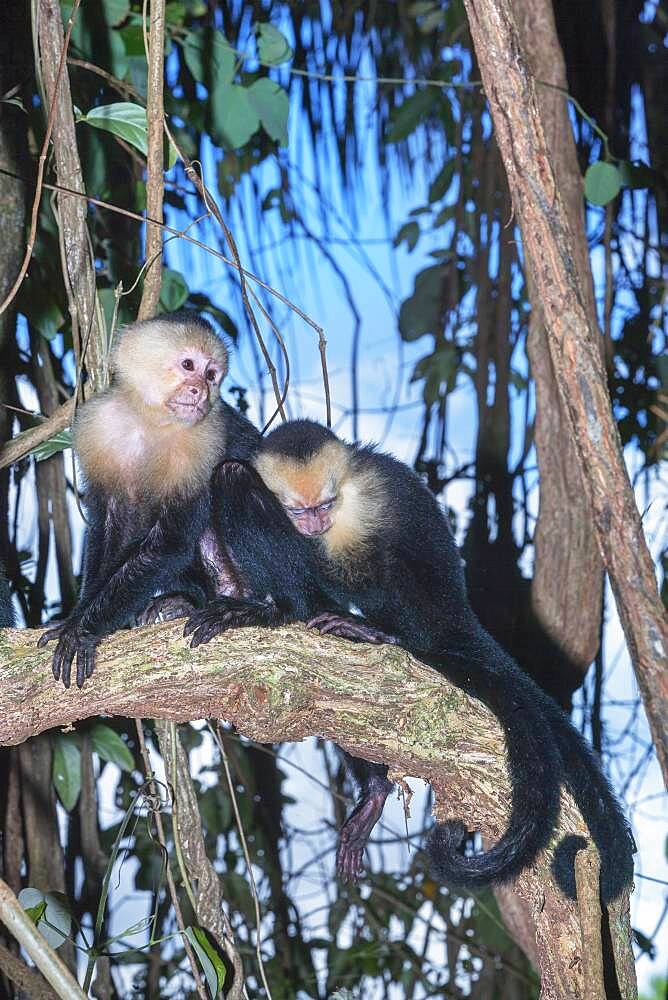 White-faced capuchin monkeys (Cebus capucinus) in rainforest, Manuel Antonio National Park, Puntarenas Province, Costa Rica, Central America