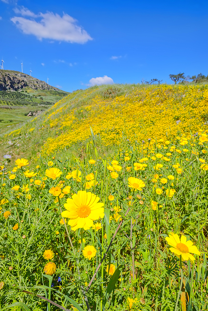 Wild flowers blooming, Realmonte, Agrigento, Sicily, Italy