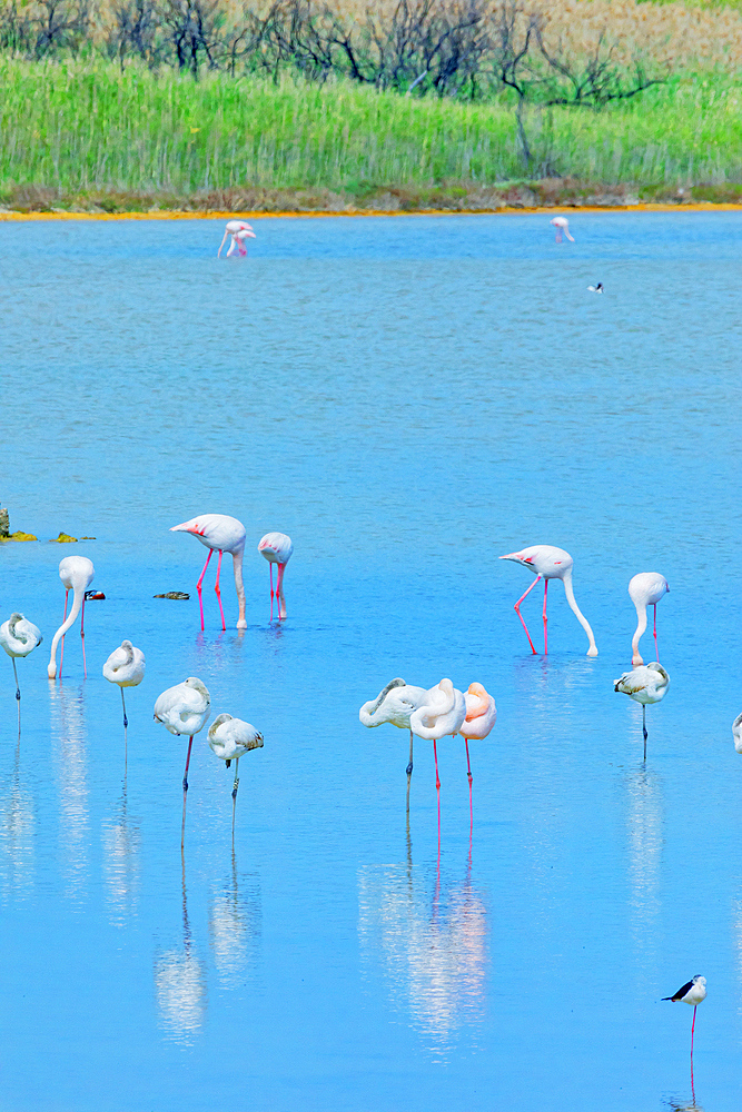 Vendicari wildlife oasis, Vendicari, Noto Valley, Sicily, Italy