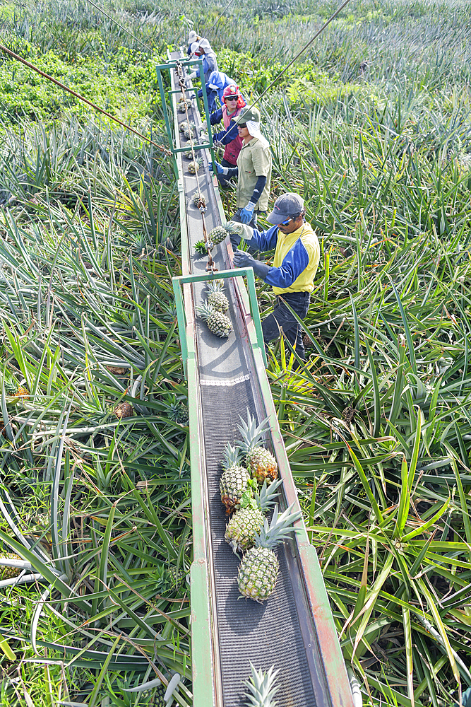 Workers putting pineapples on a conveyor belt, Costa Rica, Central America
