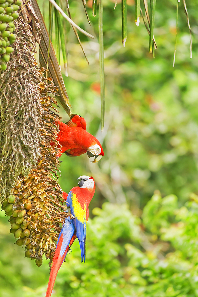 Scarlet Macaws (Ara macao), Corcovado National Park, Osa Peninsula, Costa Rica