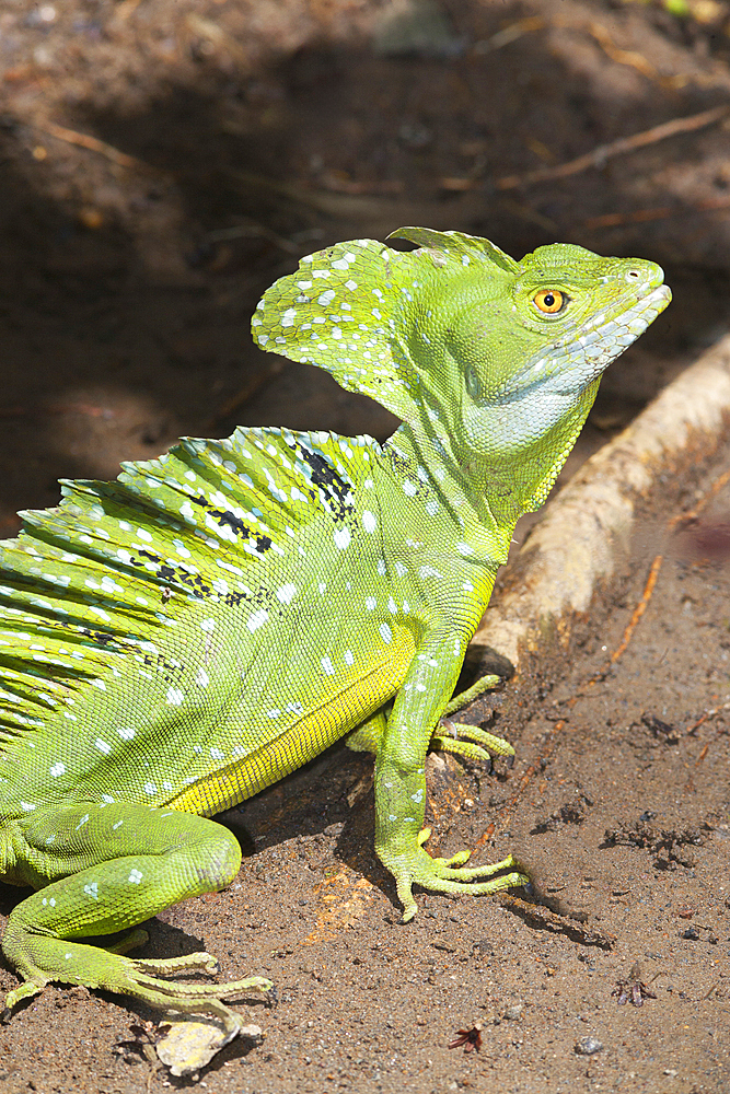 Basilisk lizard (Basiliscus plumifrons), Costa Rica