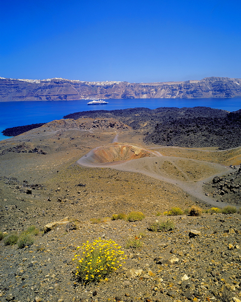 Yellow flowers and view of Nea Kameni islet, Santorini (Thira), Cyclades Islands, Greek Islands, Greece, Europe