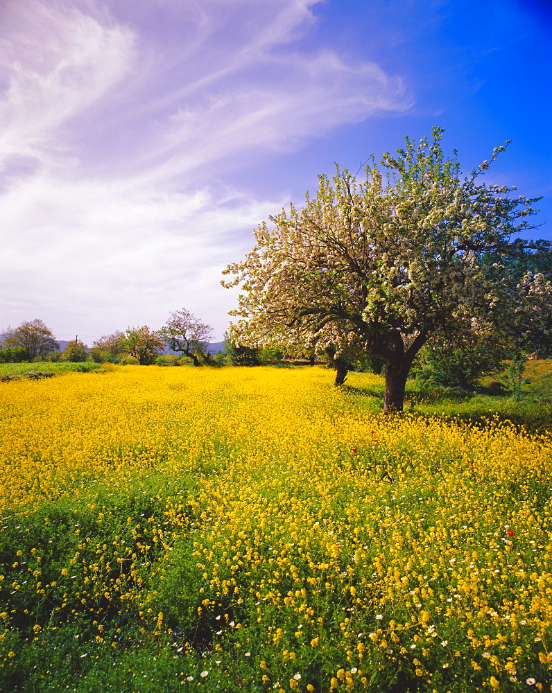 Blooming tree and springtime flowers near Messa, Lassithi Plateau, Crete, Greece