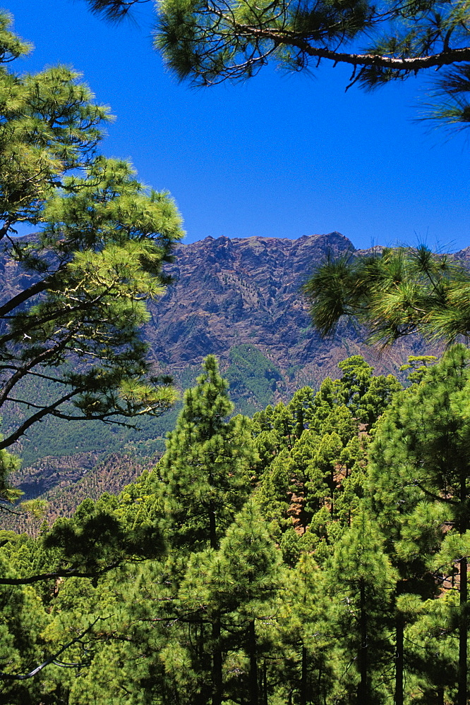 Pine trees near El Mirador de la Cumbrecita, Parque Nacional de la Caldera de Taburiente, La Palma, Canary Islands, Spain, Atlantic, Europe