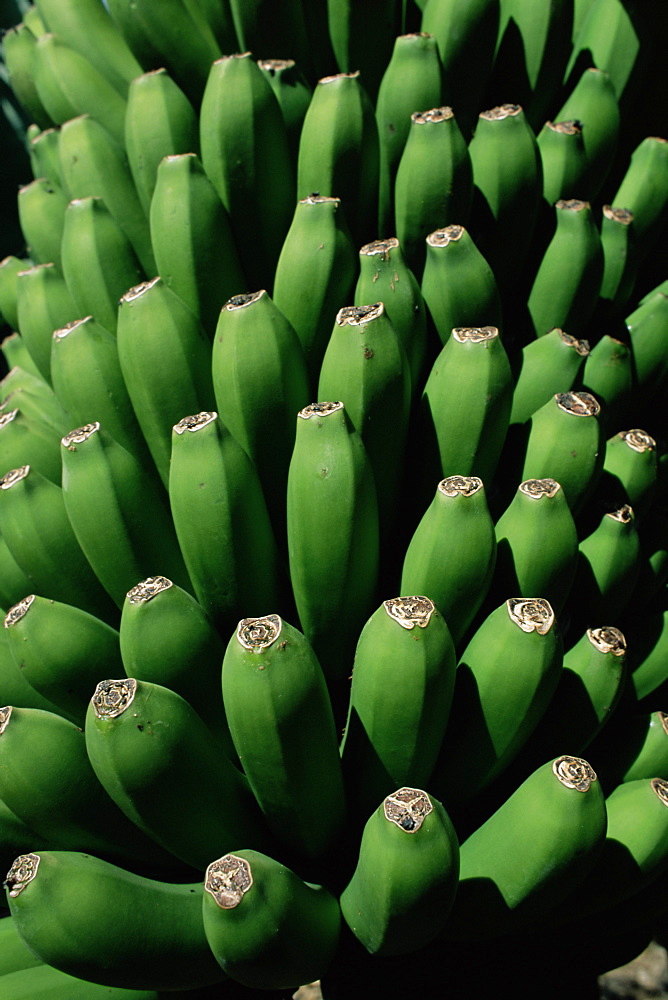 Close-up of green bananas (platanos canarios), La Palma, Canary Islands, Spain, Europe