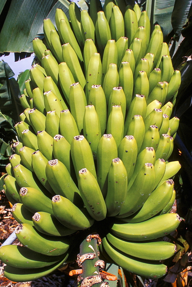 Bananas, Platanos Canarios, La Palma, Canary Islands, Spain, Atlantic, Europe