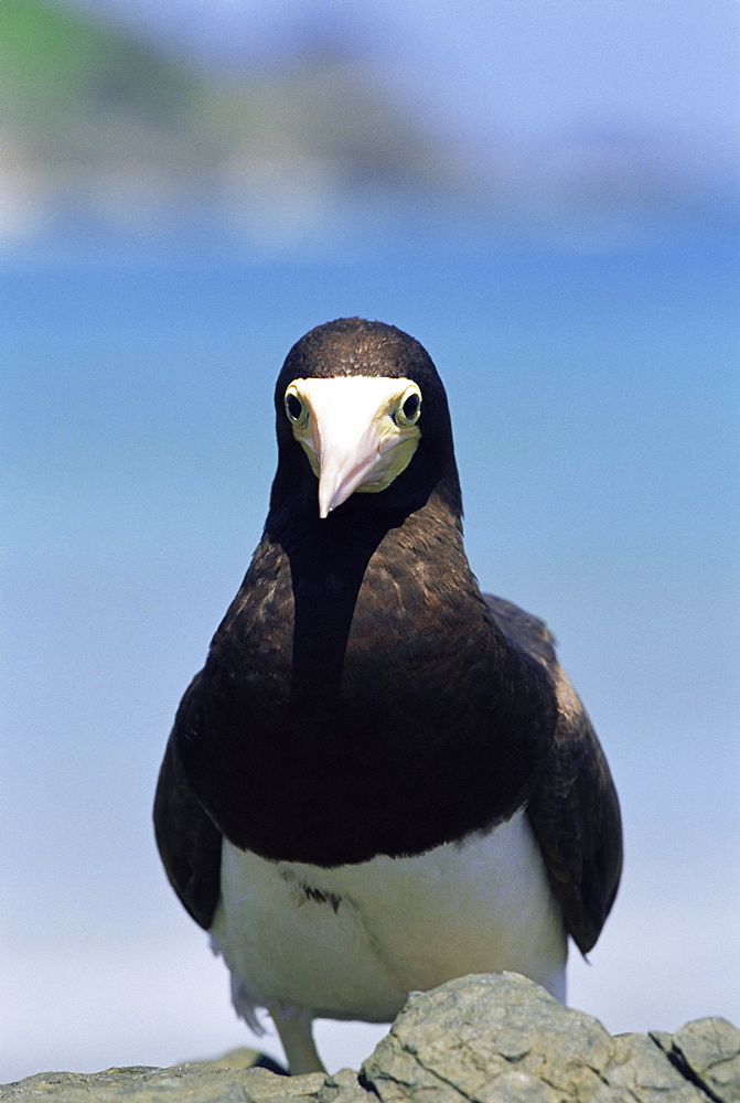 Brown booby, Sula leucogaster, Parque Nacional de Fernando de Noronha, Fernando de Noronha, Pernambuco, Brazil, South America