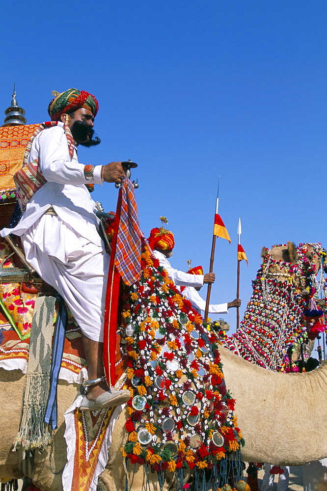 Camel adorned with colourful tassel and bridles, with camelier, Bikaner Desert Festival, Rajasthan state, India, Asia