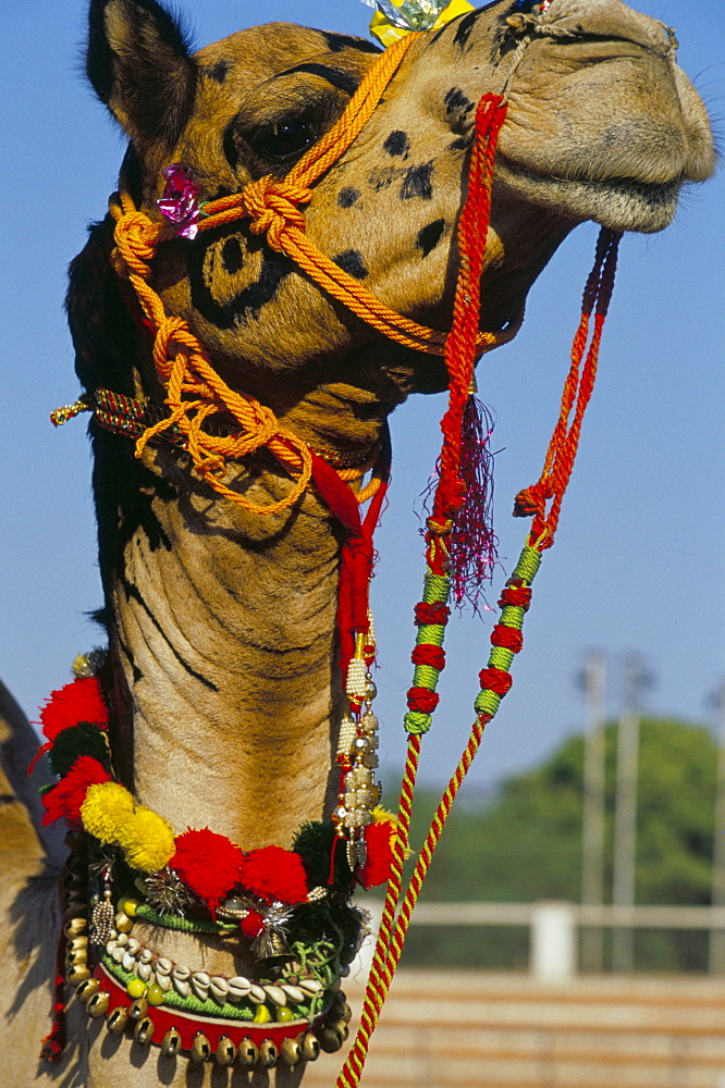 Camel adorned with colourful tassels, Bikaner Desert Festival, Rajasthan state, India, Asia