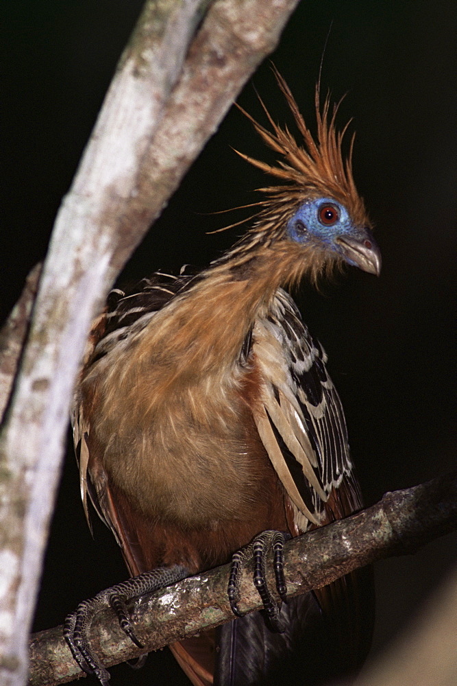 Hoatzin (Opisthocomus hoazin), Amazonian bird, Parque Nacional Madidi, Bolivia, South America